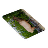 Magnet Flexible Elk | Parc national de Yellowstone, Wyoming (Côté Droit)