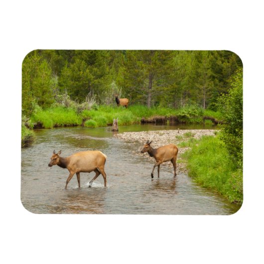 Magnet Flexible Elks traversant le fleuve Colorado (Horizontal)