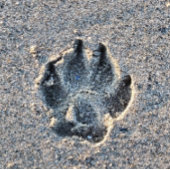 MAGNET FLEXIBLE EMPREINTE DANS LE SABLE