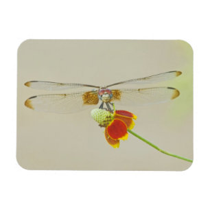 Magnet Flexible Ensemble à carreaux (Dythemis fugax) sur Mexicain