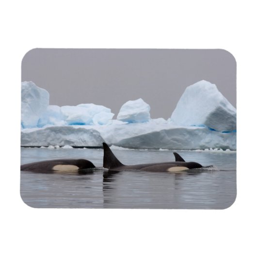 Magnet Flexible épaulards (orques), Orcinus orca, groupe (Horizontal)