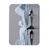 Magnet Flexible épaulards (orques), Orcinus orca, groupe (Vertical)