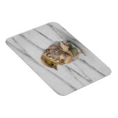 Magnet Flexible Épervier Brown (Côté Droit)