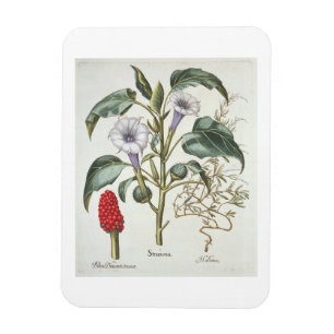 Magnet Flexible Épine Apple, du "Hortus Eystettensis" par Bas