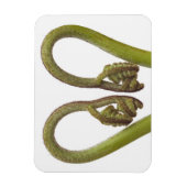 Magnet Flexible Épouses de fougères 2 (Vertical)