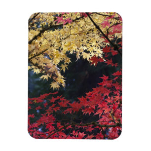 Magnet Flexible Érables en couleur d'automne