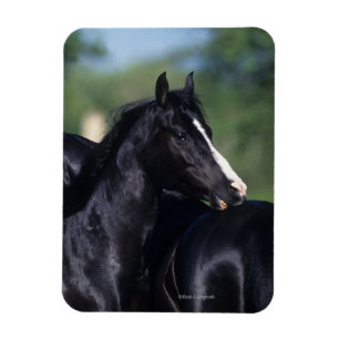 Magnet Flexible Éraflure arabe de cheval