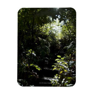 Magnet Flexible Escalier/sentier piéton rustiques dans la forêt,