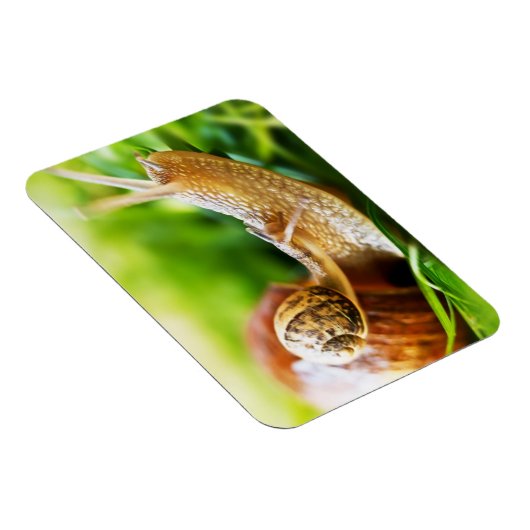 Magnet Flexible Escargots (Côté Droit)