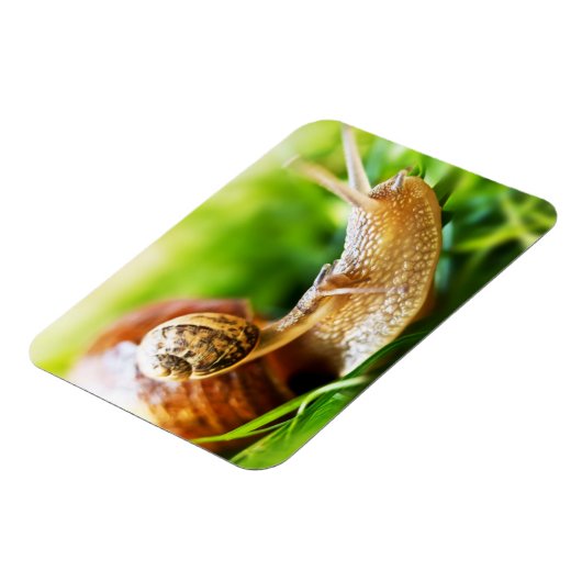 Magnet Flexible Escargots (Côté Gauche)