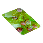 Magnet Flexible Escargots sur laitue (Côté Droit)