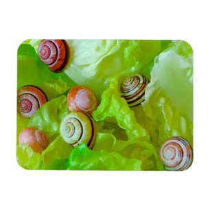 Magnet Flexible Escargots sur laitue