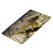 Magnet Flexible Esox lucius (Côté Gauche)
