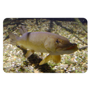 Magnet Flexible Esox lucius