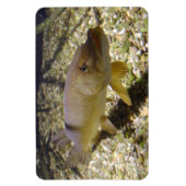 Magnet Flexible Esox lucius (Vertical)