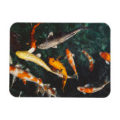 Magnet Flexible Etang de poisson asiatique Koi orange et blanc (Horizontal)