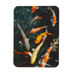 Magnet Flexible Etang de poisson asiatique Koi orange et blanc
