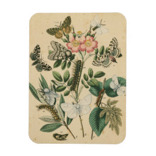 Magnet Flexible Étapes de la vie de papillon par le studio de