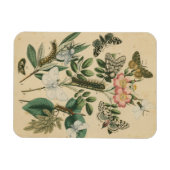 Magnet Flexible Étapes de la vie des papillons par Vision Studio (Horizontal)