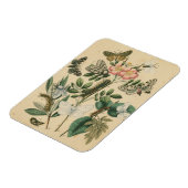 Magnet Flexible Étapes de la vie des papillons par Vision Studio (Côté Gauche)