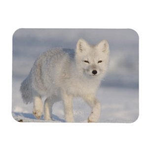Magnet Flexible États-Unis, Alaska, 1002 Plaine côtière de l'ANWR.