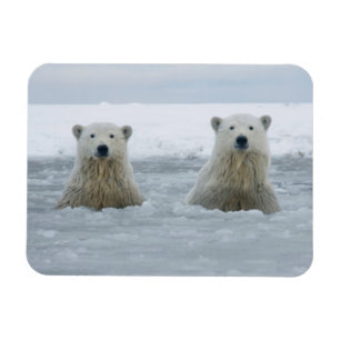 Magnet Flexible États-Unis, Alaska, North Slope, Ours polaires