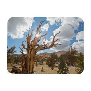 Magnet Flexible États-Unis, Californie, Forêt nationale d'Inyo 6