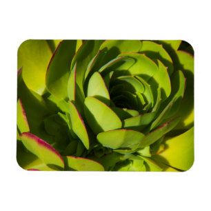 Magnet Flexible États-Unis, Californie. Gros plan sur une plante d