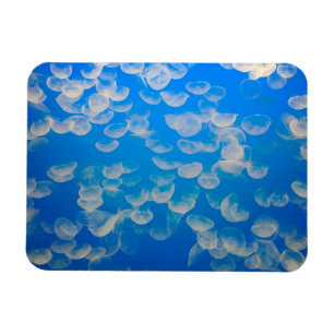 Magnet Flexible États-Unis, Californie. Jellyfish In the Monterey