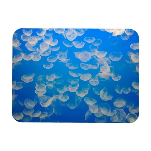 Magnet Flexible États-Unis, Californie. Jellyfish In the Monterey (Horizontal)