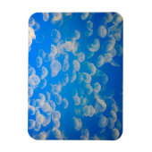 Magnet Flexible États-Unis, Californie. Jellyfish In the Monterey (Vertical)