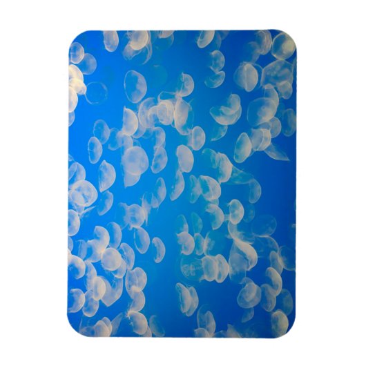 Magnet Flexible États-Unis, Californie. Jellyfish In the Monterey (Vertical)