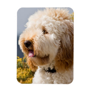 Magnet Flexible États-Unis, Californie. Portrait de Labradoodle 3