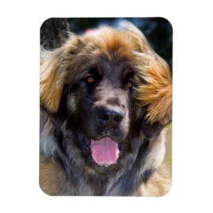 Magnet Flexible États-Unis, Californie. Portrait de Leonberger ass