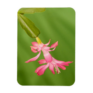 Magnet Flexible États-Unis, Colorado, Lafayette. Cactus de Noël