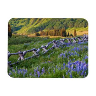 Magnet Flexible États-Unis, Colorado. Lupins et clôture en rails f
