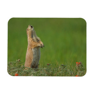 Magnet Flexible États-Unis, Dakota du Sud, Parc d'État de Custer