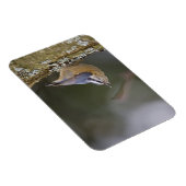 Magnet Flexible États-Unis, État de Washington, Red Brested Nuthat (Côté Droit)