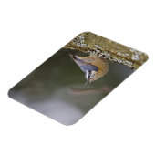 Magnet Flexible États-Unis, État de Washington, Red Brested Nuthat (Côté Gauche)