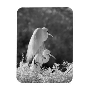 Magnet Flexible États-Unis, Floride, Grande Aigrette (Ardea alba)
