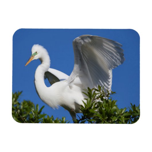 Magnet Flexible États-Unis, Floride, Saint-Augustine, Egret (Horizontal)