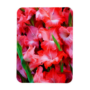Magnet Flexible États-Unis, Géorgie, Savannah, Bouquet de Glaïeuls