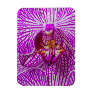 Magnet Flexible États-Unis, Géorgie, Savannah, Gros plan d'orchidé