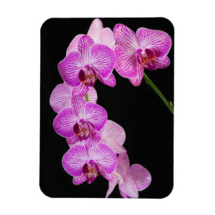 Magnet Flexible États-Unis, Géorgie, Savannah, groupe d'orchidées 