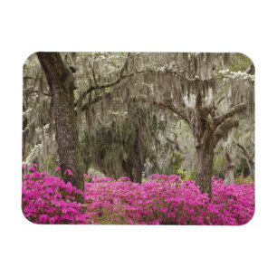 Magnet Flexible États-Unis, Géorgie, Savannah, Printemps à l'histo