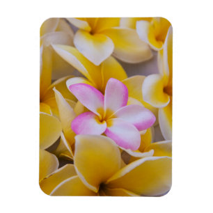 Magnet Flexible États-Unis, Hawaï, Oahu, fleurs de la plumeria e