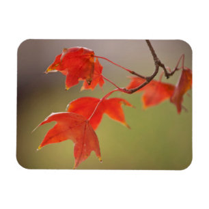 Magnet Flexible États-Unis, Kansas, Feuilles Rouges En Début D'Aut