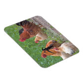 Magnet Flexible États-Unis, Nebraska. Poules (Côté Droit)