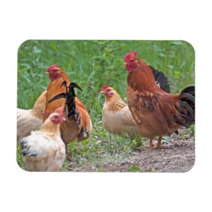 Magnet Flexible États-Unis, Nebraska. Poules