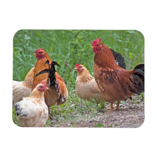 Magnet Flexible États-Unis, Nebraska. Poules (Horizontal)
